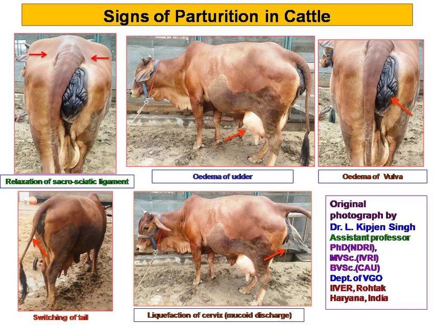 what is the normal presentation position for parturition in cattle