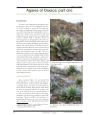 Preview image for Agaves of Oaxaca: Part One Two Recently Described Species: Agave megalodonta and Agave quiotepecensis