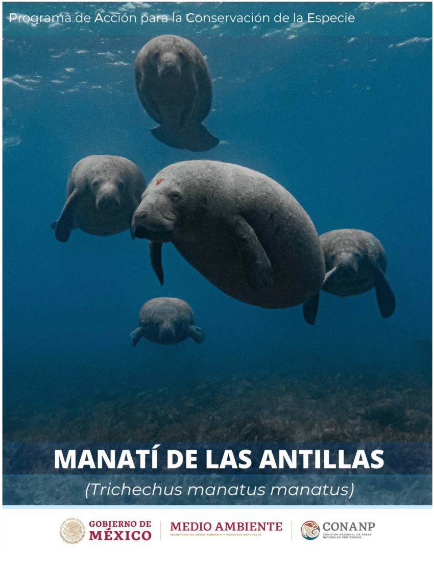 PDF) Programa de Acción para la Conservación de la especie: Manatí