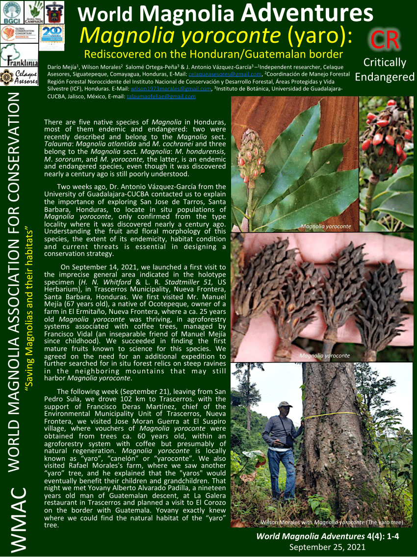 PDF) Magnolia yoroconte (yaro): Rediscovered on the Honduran/Guatemalan  border