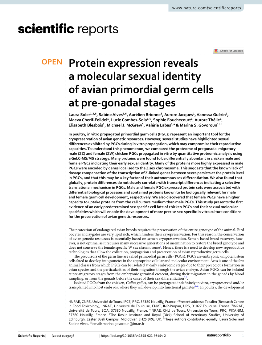 PDF) Protein expression reveals a molecular sexual identity of avian  primordial germ cells at pre-gonadal stages