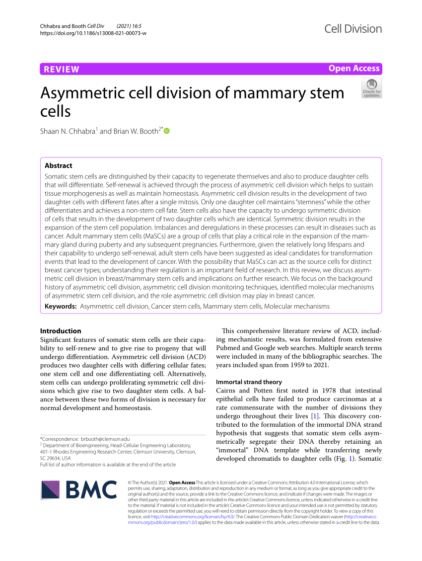 PDF Asymmetric cell division of mammary stem cells 