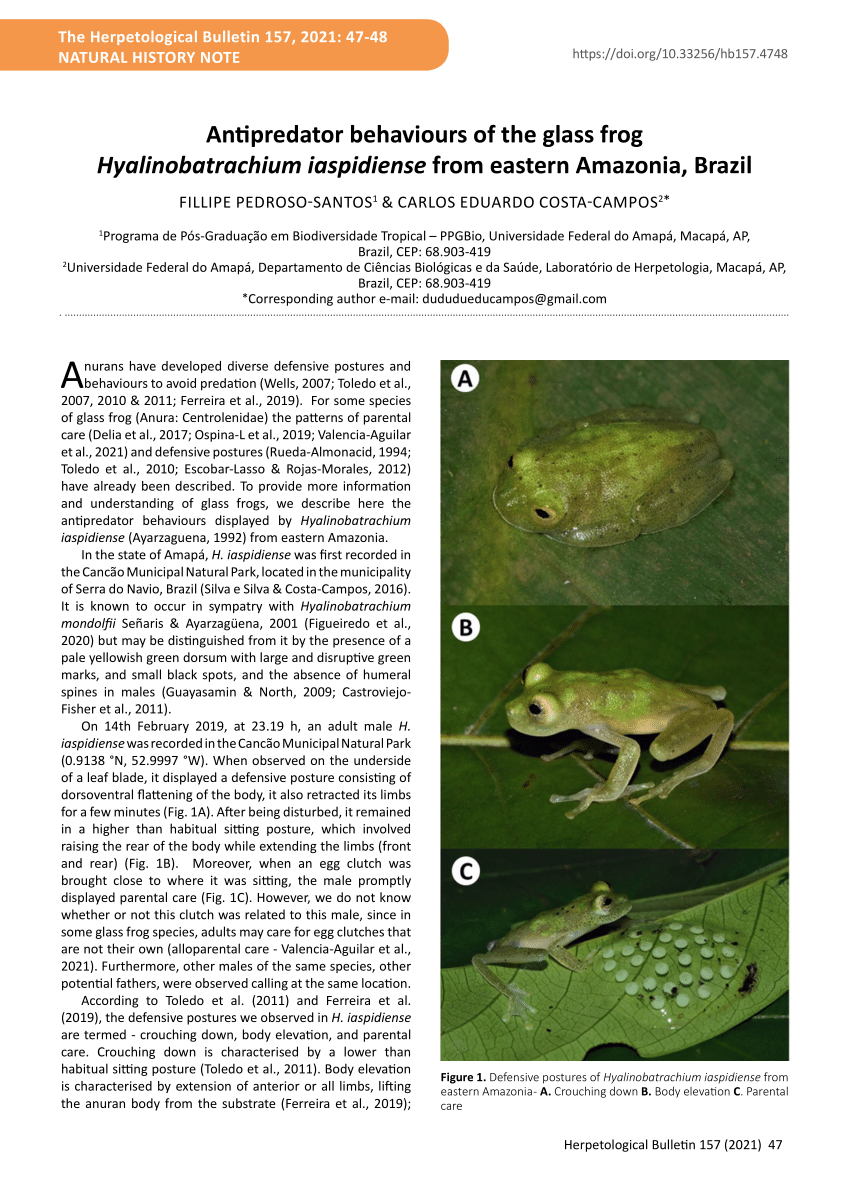 (PDF) Antipredator behaviours of the glass frog Hyalinobatrachium