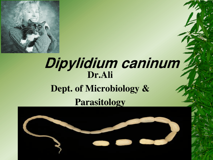 pdf-dipylidium-caninum