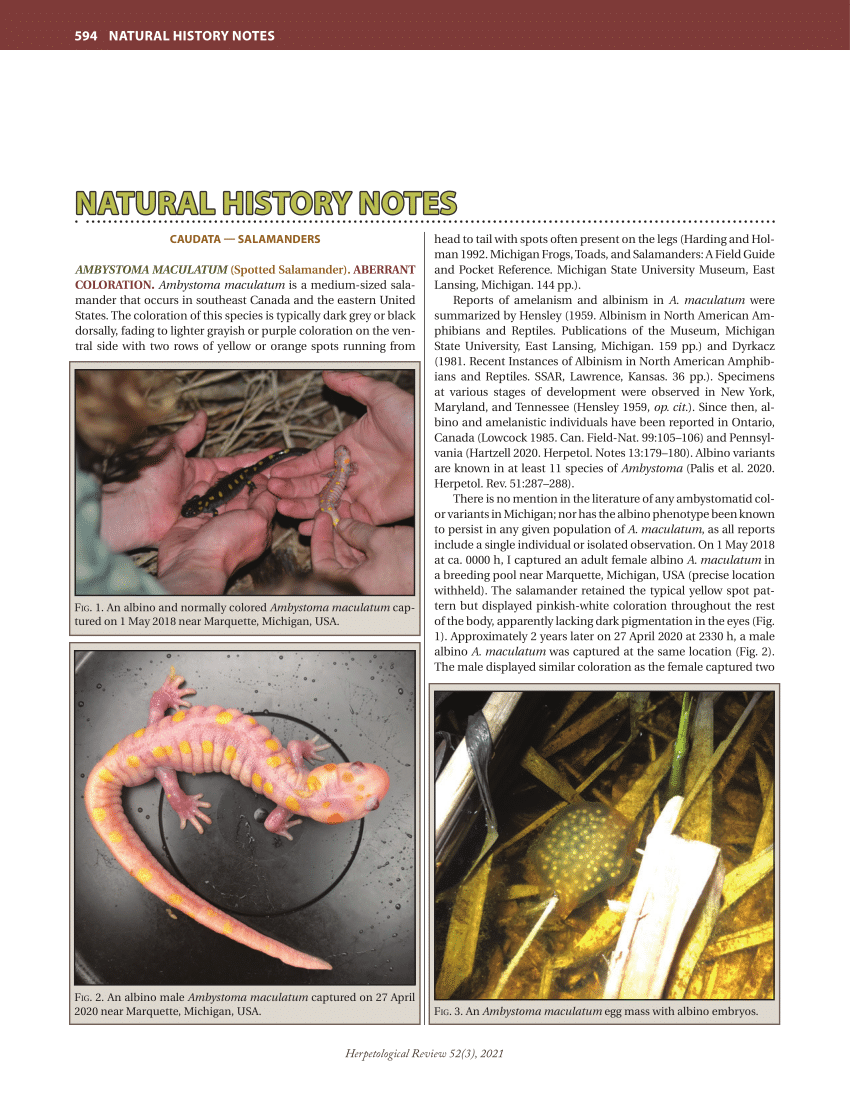PDF) ELEUTHERODACTYLUS COQUI (Common Coqui). DIET pp. 608 Herpetological  Review 52(3), 2021 Natural History Notes