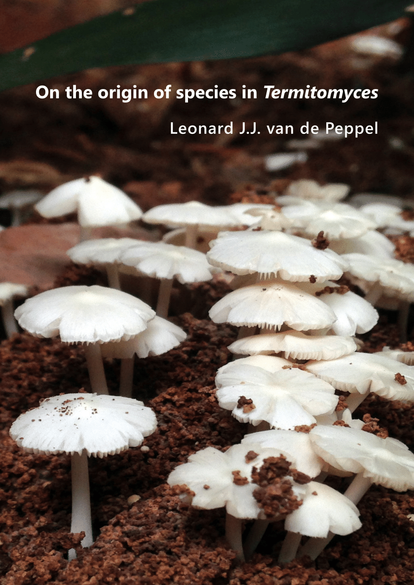 Termitomyces clypeatus  Descriptions of Fungi and Bacteria