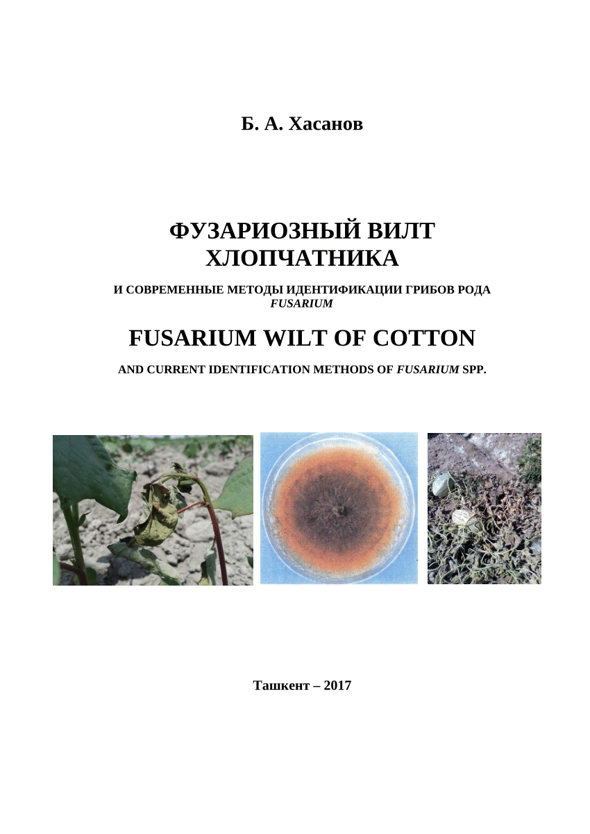 PDF) Cotton Wilt and Methods of Identification of Fusarium Species