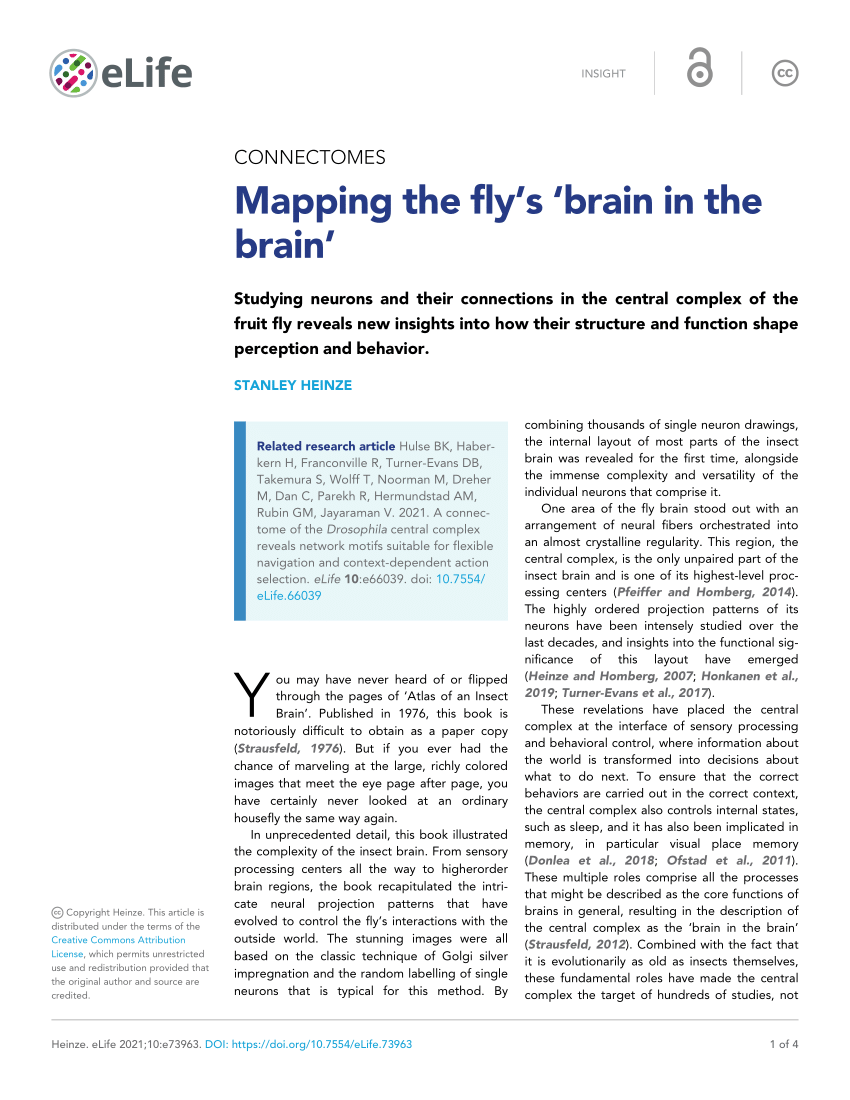 Fruit fly's complete brain wiring map offers insights into human