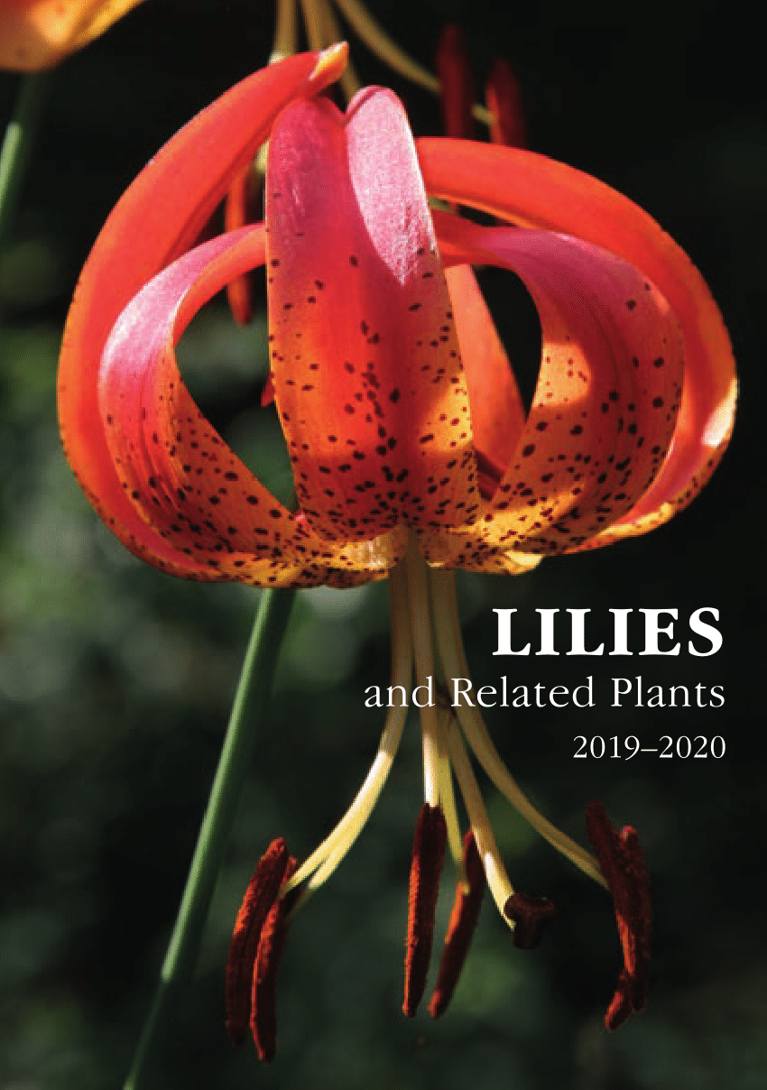 Lilium kesselringianum Details about   Kesselring's Lily 20 seeds 