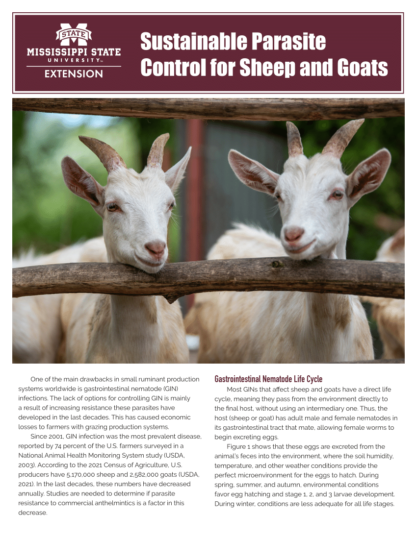 Nasal bots in sheep - Department of Agriculture and Food