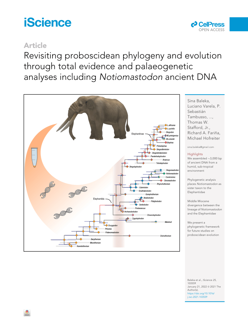 evolution fossil evidence of elephant