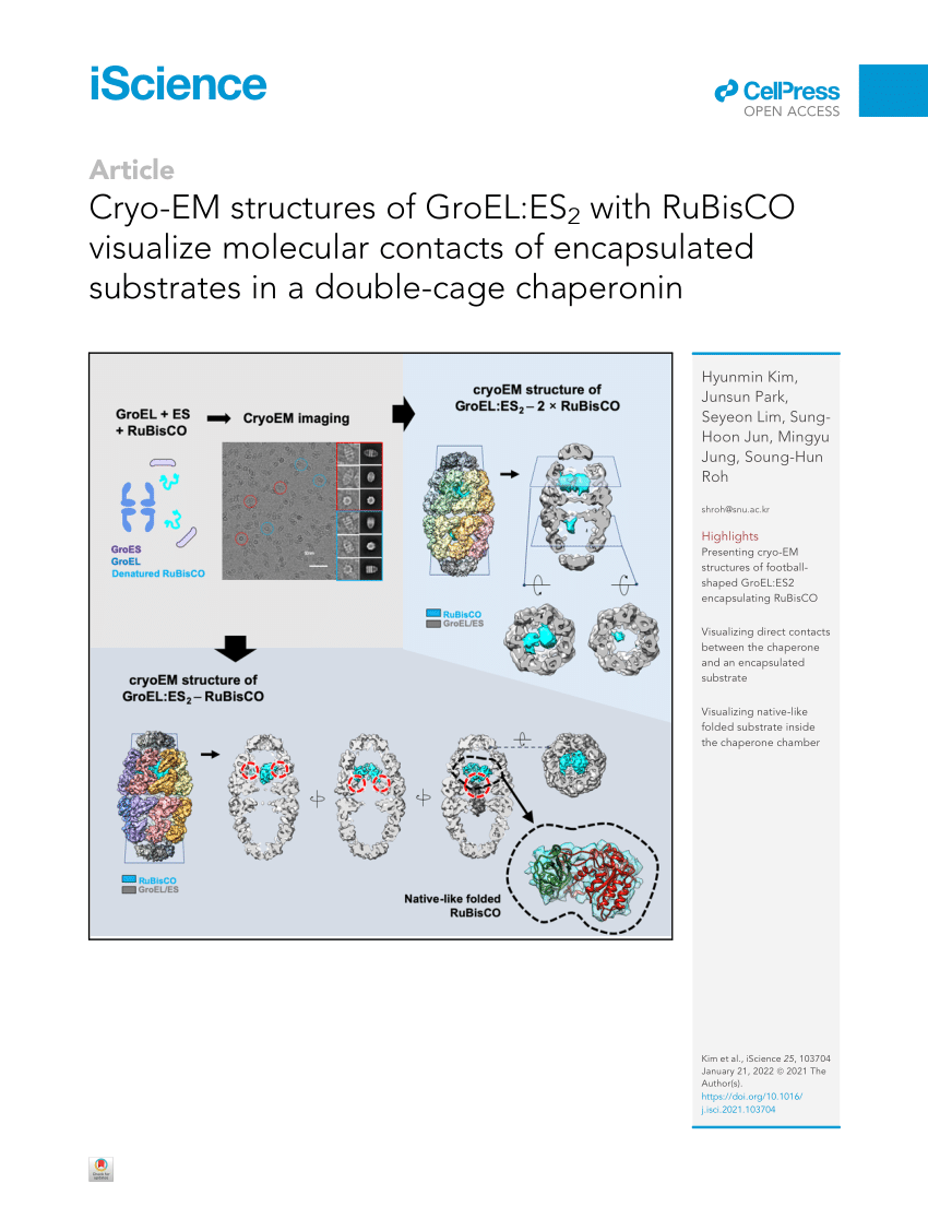 Cryo-EM structures of GroEL:ES2 with RuBisCO visualize molecular