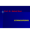 Preview image for Gymnosperms