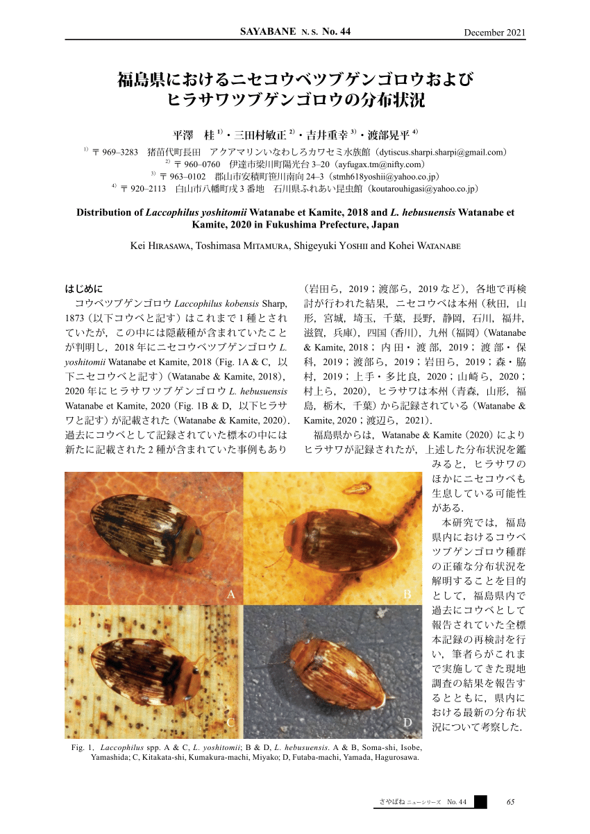 PDF) 福島県におけるニセコウベツブゲンゴロウおよびヒラサワツブ 