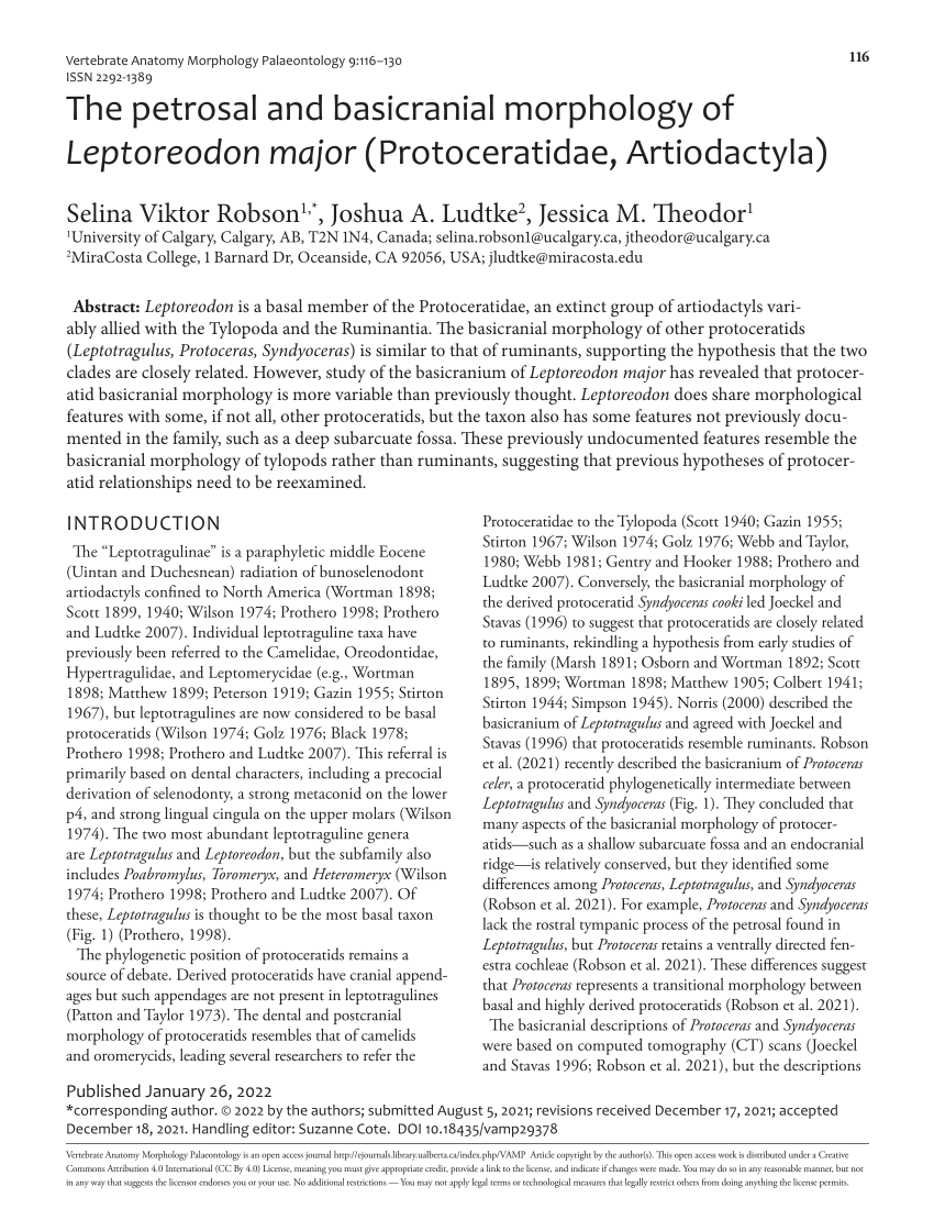 (PDF) Petrosal and Basicranial Morphology of Leptoreodon major