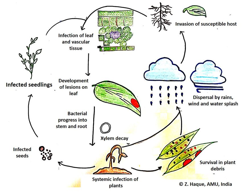 PDF Disease cycle of bacterial blight caused by Xanthomonas spp