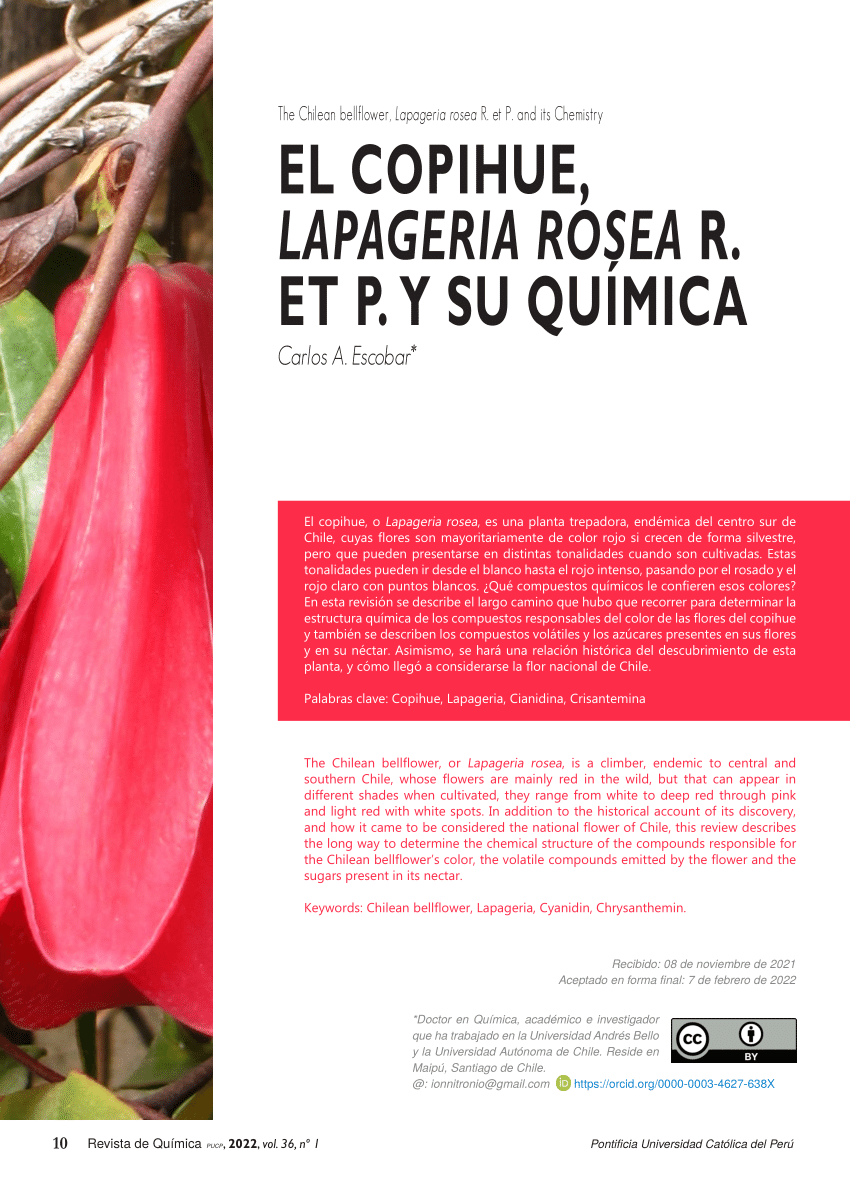 PDF) The Chilean bellflower, Lapageria rosea R. et P. and its Chemistry