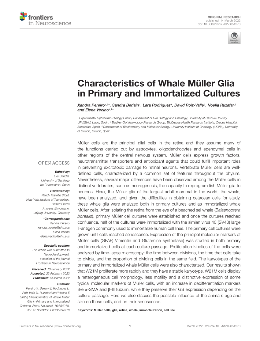 Frontiers  Characteristics of Whale Müller Glia in Primary and  Immortalized Cultures