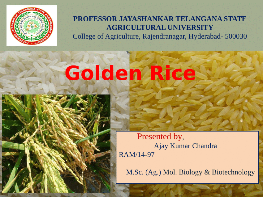 essay about golden rice