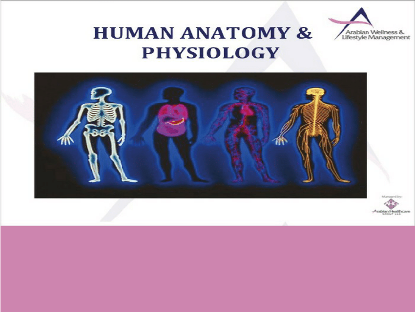 Pdf Anatomy And Physiology Ppt