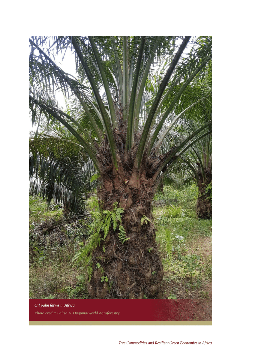 Survey shows potential impact of palm trees in quantifying rainforest  carbon - CIFOR-ICRAF Forests News