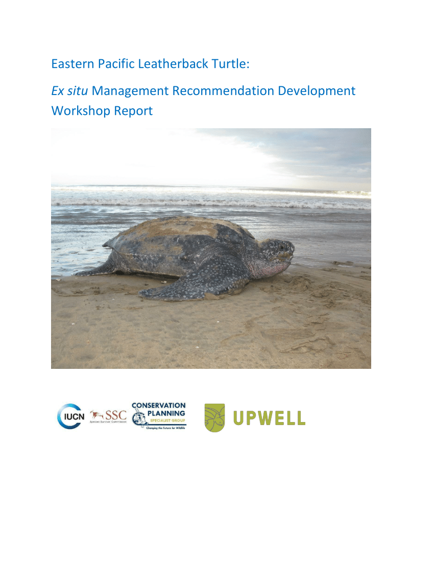 PDF) Eastern Pacific Leatherback Turtle: Ex situ Management Recommendation  Development Workshop Report