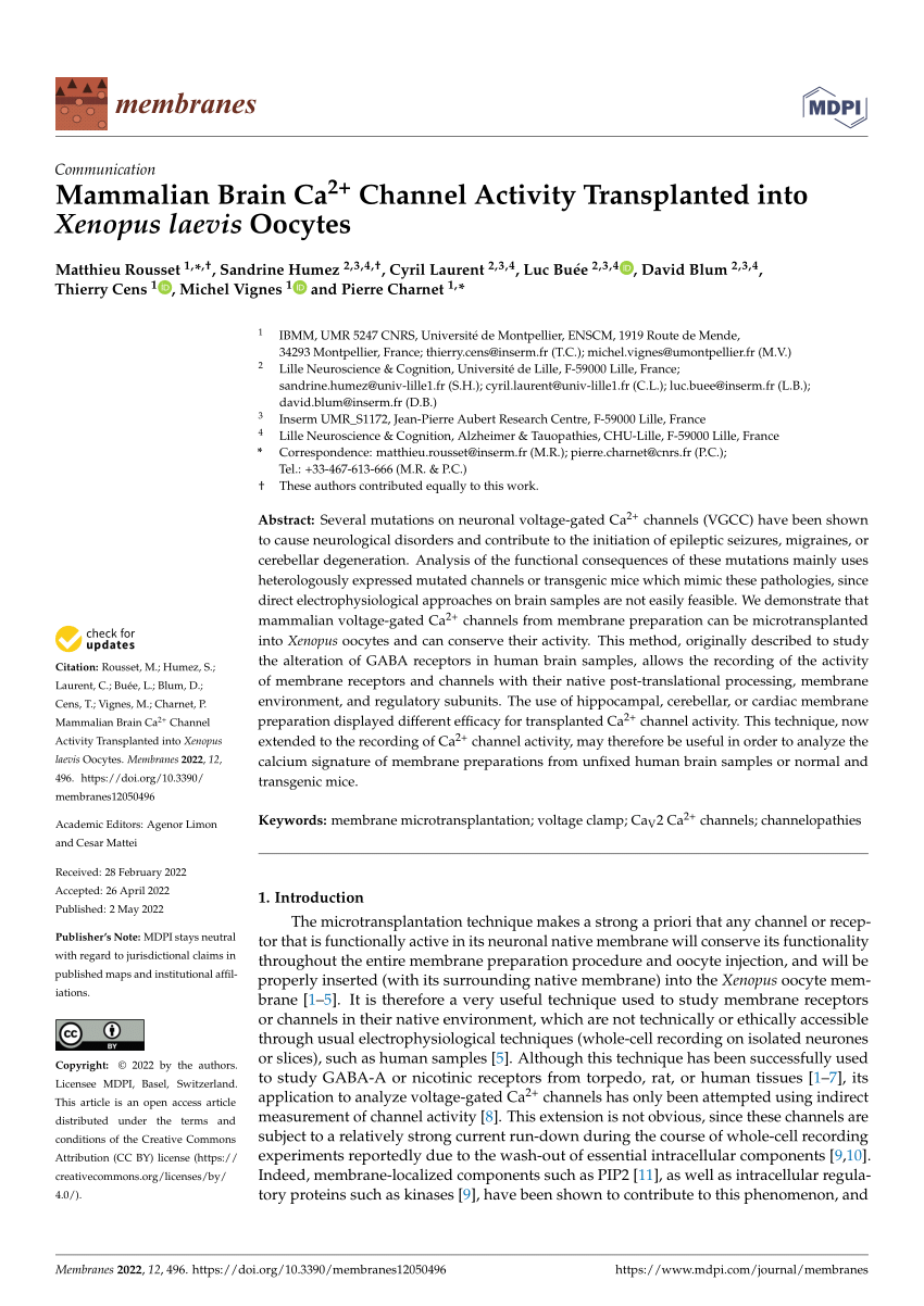 (PDF) Mammalian Brain Ca2+ Channel Activity Transplanted into Xenopus