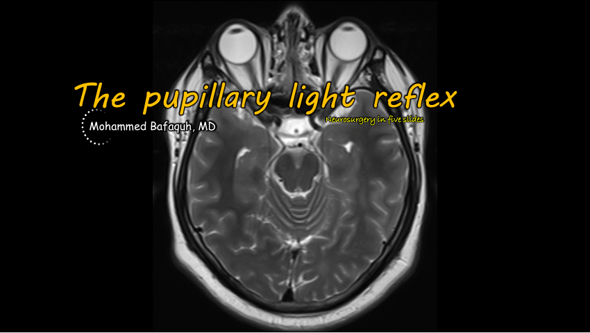 What Is The Biological Advantage Of The Pupillary Light Reflex