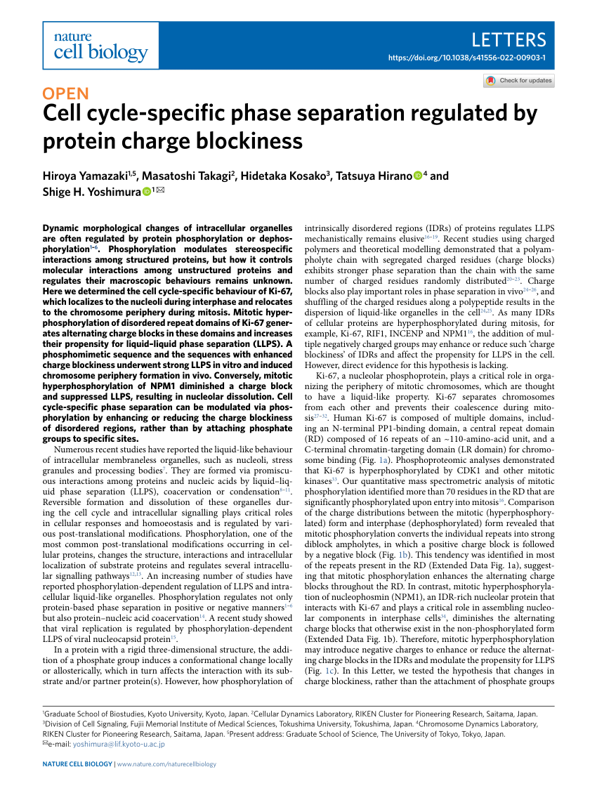 Cell cycle-specific phase separation regulated by protein charge blockiness