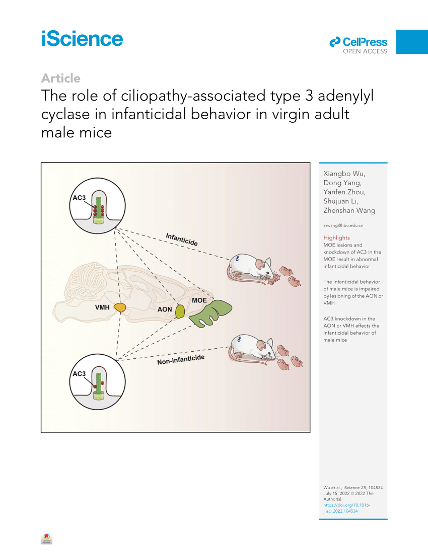 PDF) The Role of Ciliopathy-Associated Type 3 Adenylyl Cyclase in 