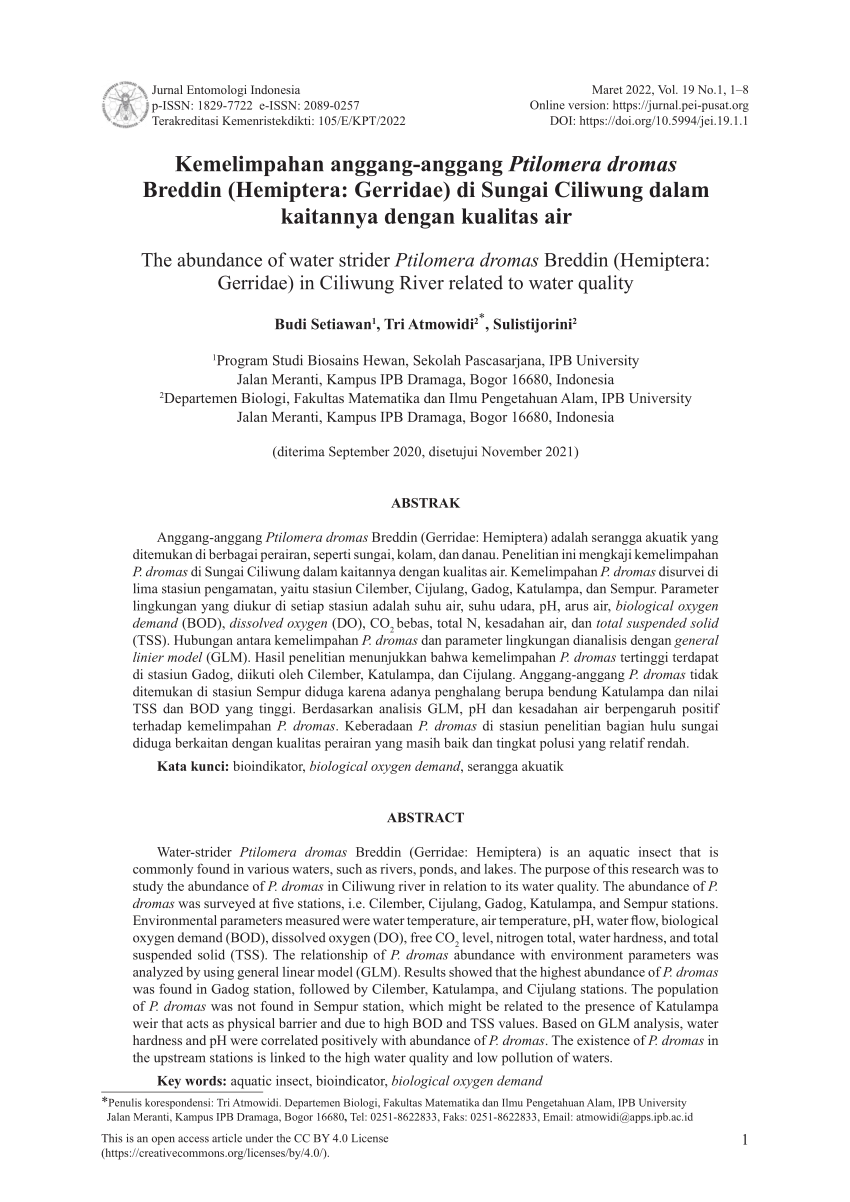 Pdf Kemelimpahan Anggang Anggang Ptilomera Dromas Breddin Hemiptera Gerridae Di Sungai 9082