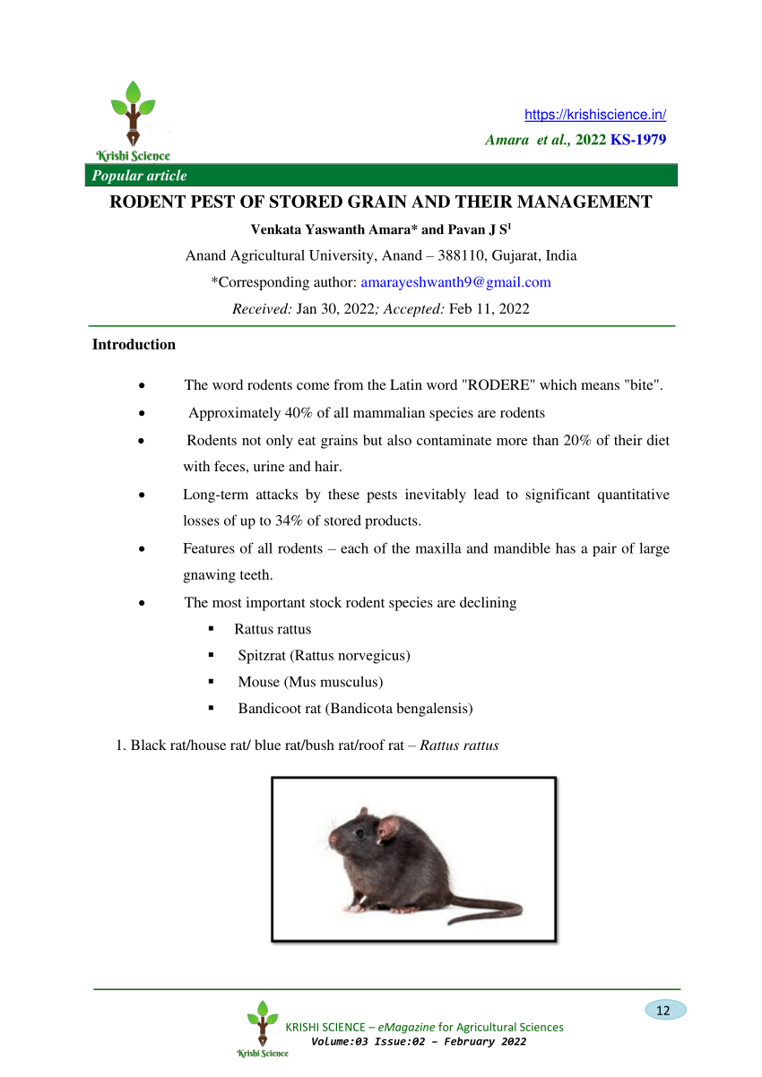 PDF) Rodent pest of stored grain and their management