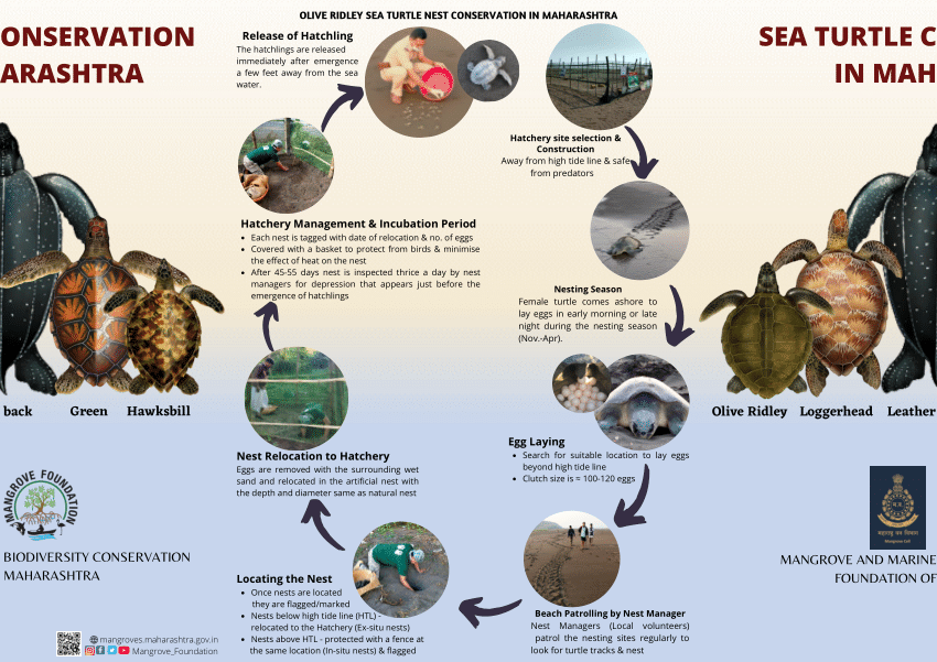 Pdf Sea Turtle Conservation In Maharashtra India 