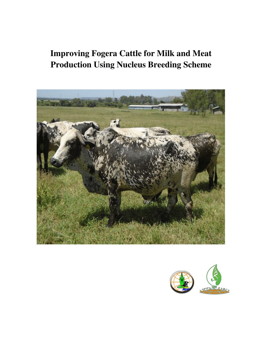 (PDF) Improving Fogera Cattle for Milk and Meat Production Using ...