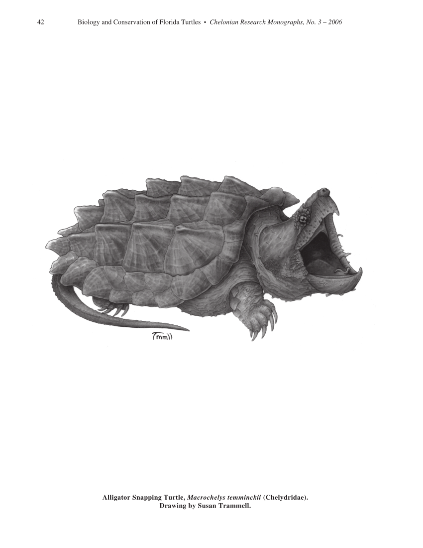 Tutles collection, alligator snapping turtle (Macrochelys temminckii), hand  drawn doodle, drawing sketch in gravure style Stock Photo - Alamy