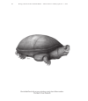 Preview image for Introduction to the Mud and Musk Turtles: Family Kinosternidae