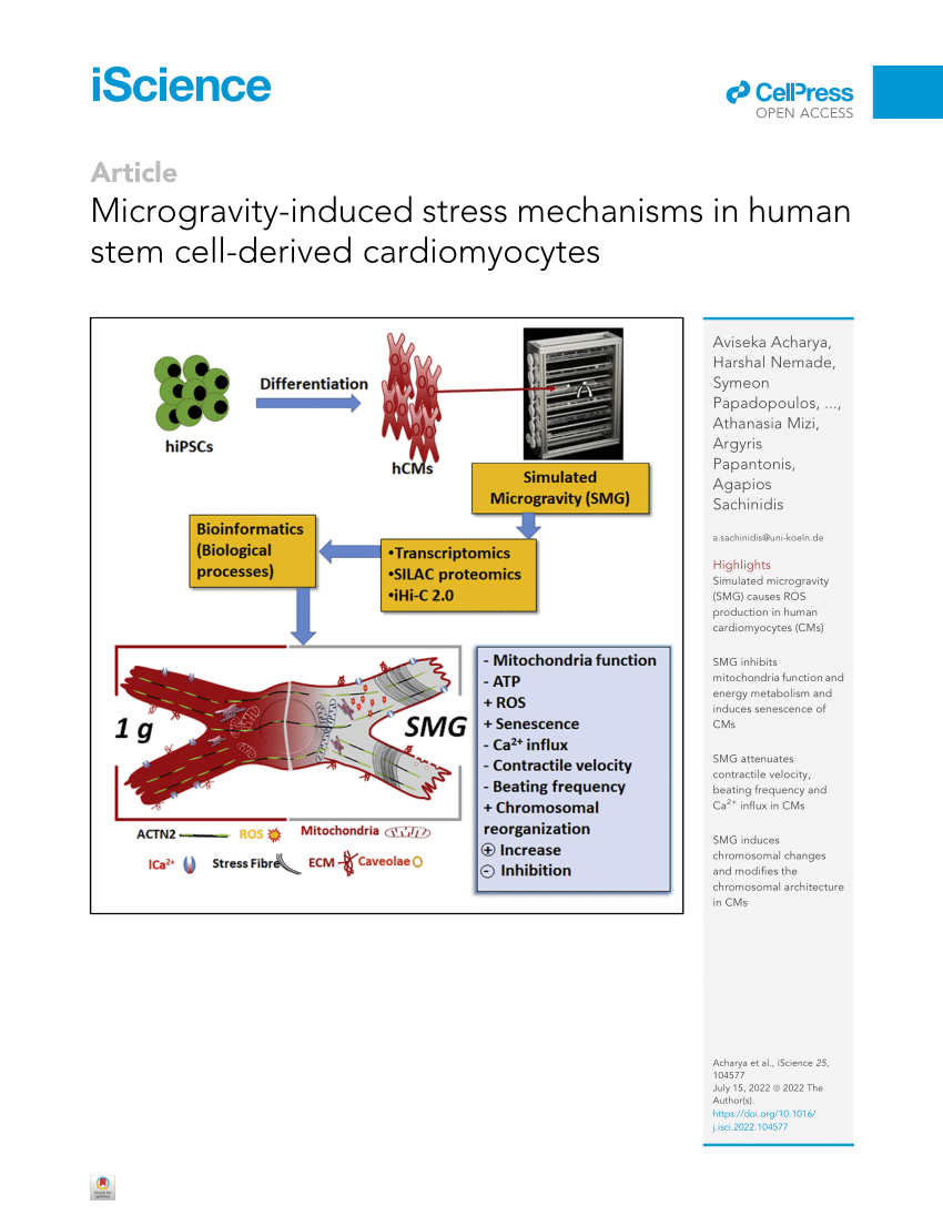 PDF) Microgravity-induced stress mechanisms in human stem cell-derived  cardiomyocytes