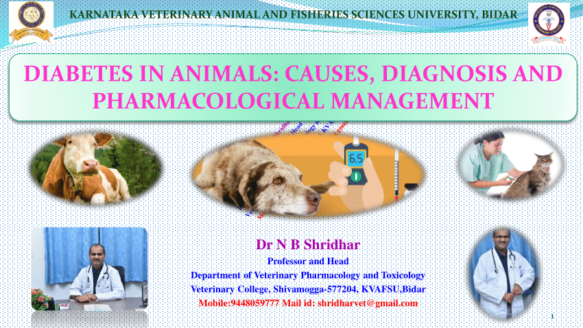 PDF) DIABETES IN ANIMALS: CAUSES, DIAGNOSIS AND PHARMACOLOGICAL MANAGEMENT  BY DR N B SHRIDHAR