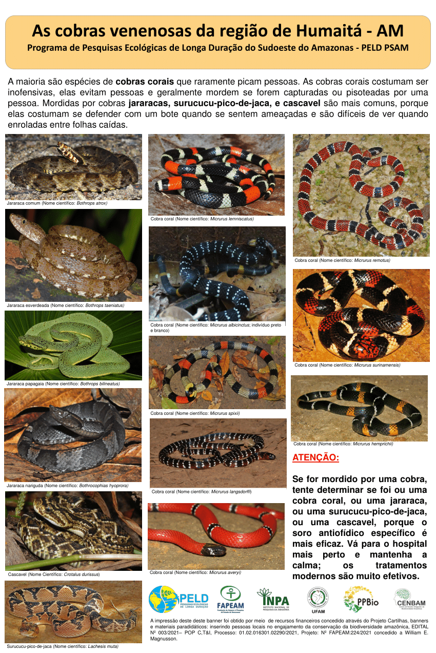 PDF) As cobras venenosas da região de Humaitá -AM