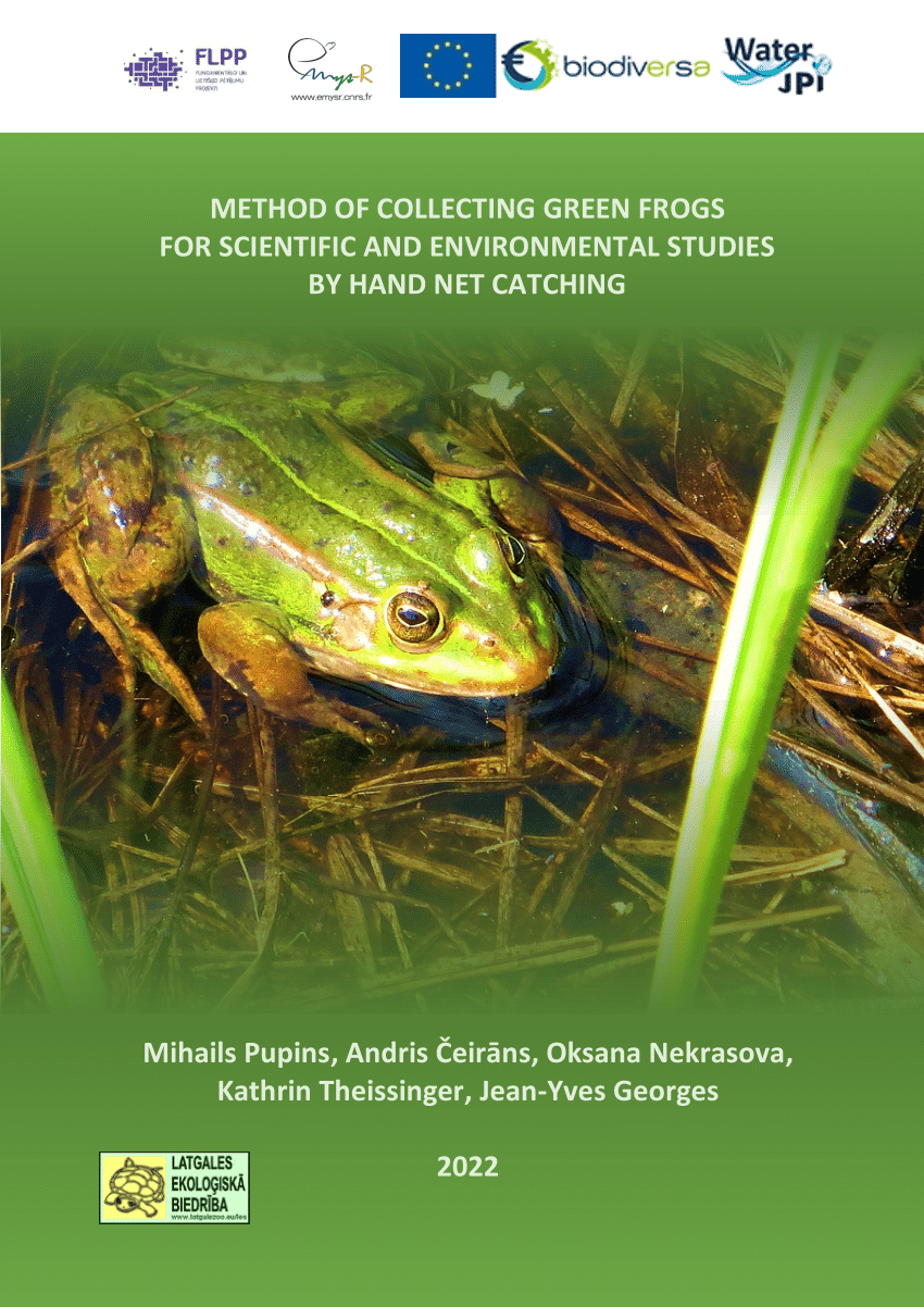PDF) Method of collecting green frogs for scientific and environmental  studies by hand net catching