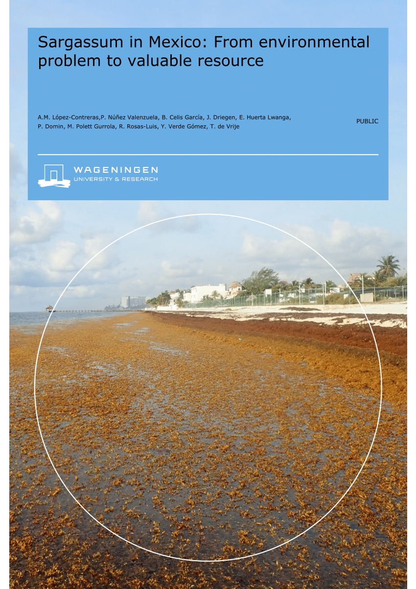 PDF) Sargassum in Mexico: From environmental problem to valuable resource
