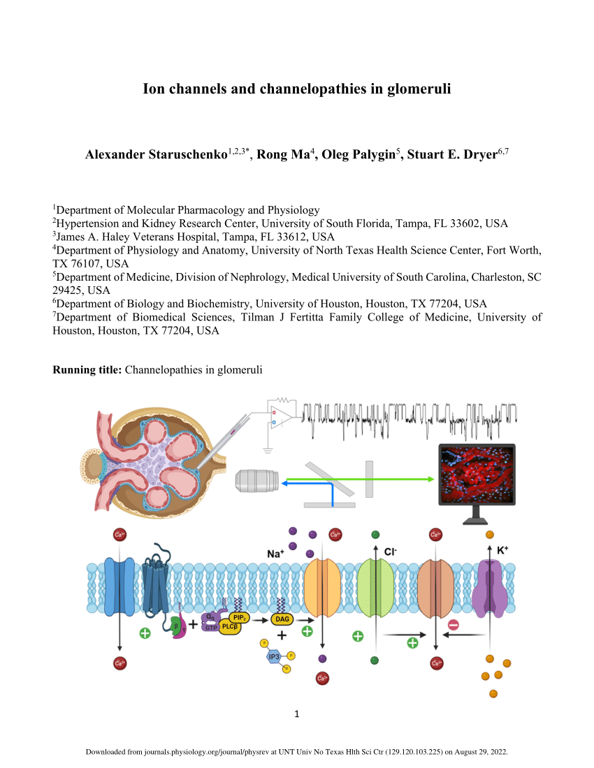 PDF) Ion channels and channelopathies in glomeruli