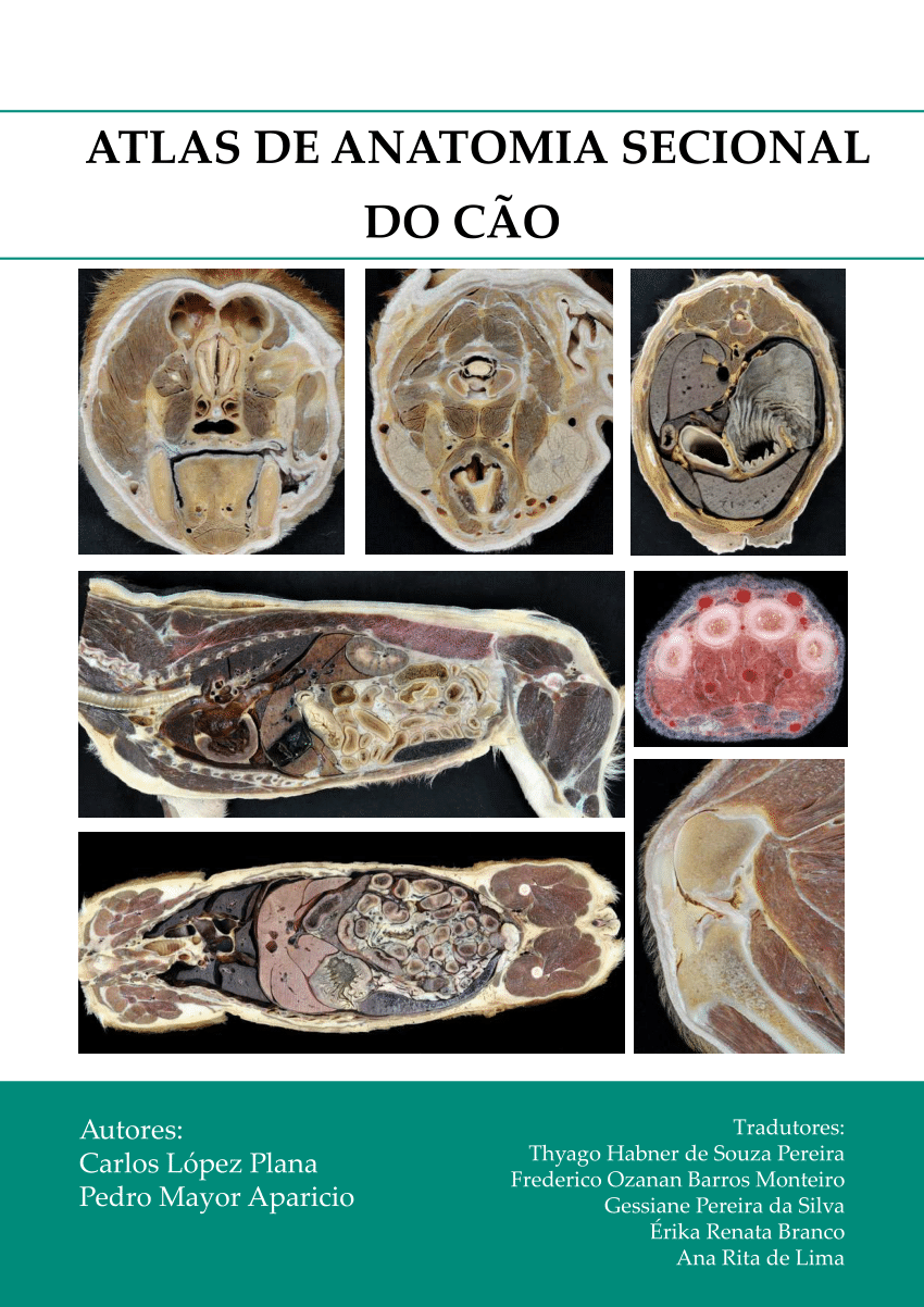 Pdf Atlas De Anatomia Secional Do CÃo 7923