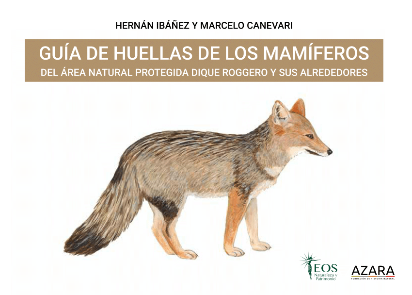 Canis familiaris (viejo pastor inglés) - 13044 - Biodiversidad Virtual /  Mamíferos