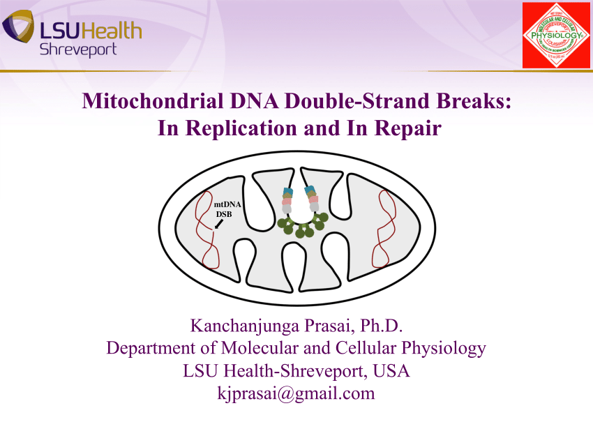 PDF) Mitochondrial DNA Double-Strand Breaks: In Replication and In 