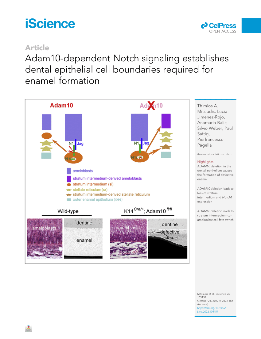 PDF) Adam10-dependent Notch signaling establishes dental epithelial cell  boundaries required for enamel formation