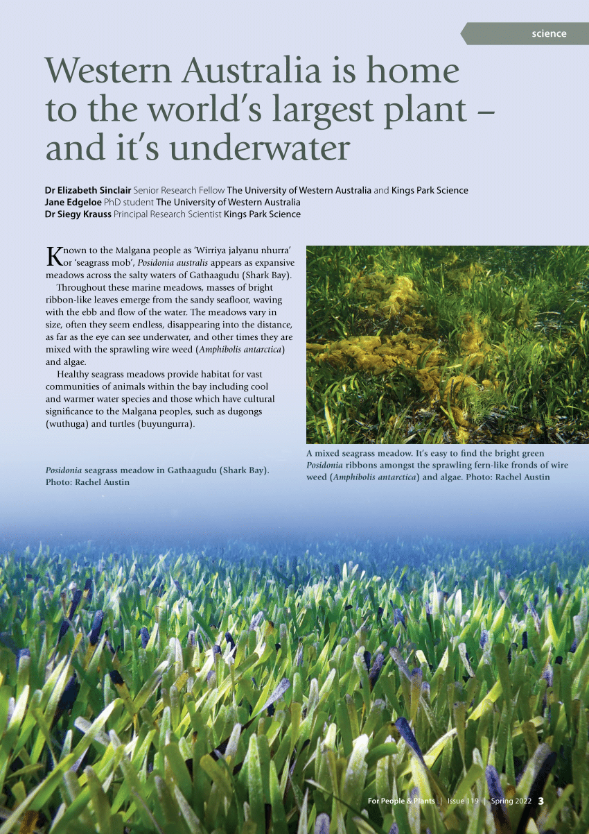 PDF) Western Australia is home to the world's largest plant – and it's underwater
