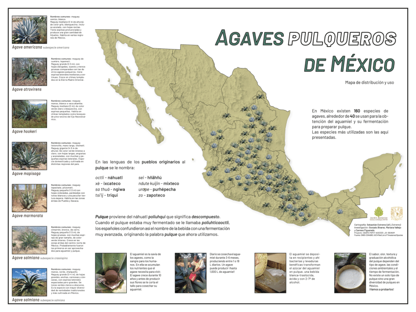 (PDF) Agaves pulqueros de México