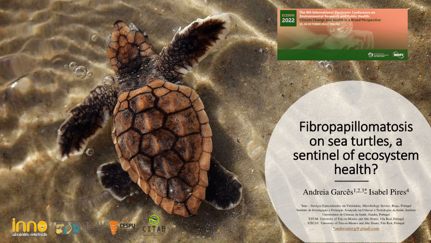 Pdf Fibropapillomatosis On Sea Turtles A Sentinel Of Ecosystem Health 