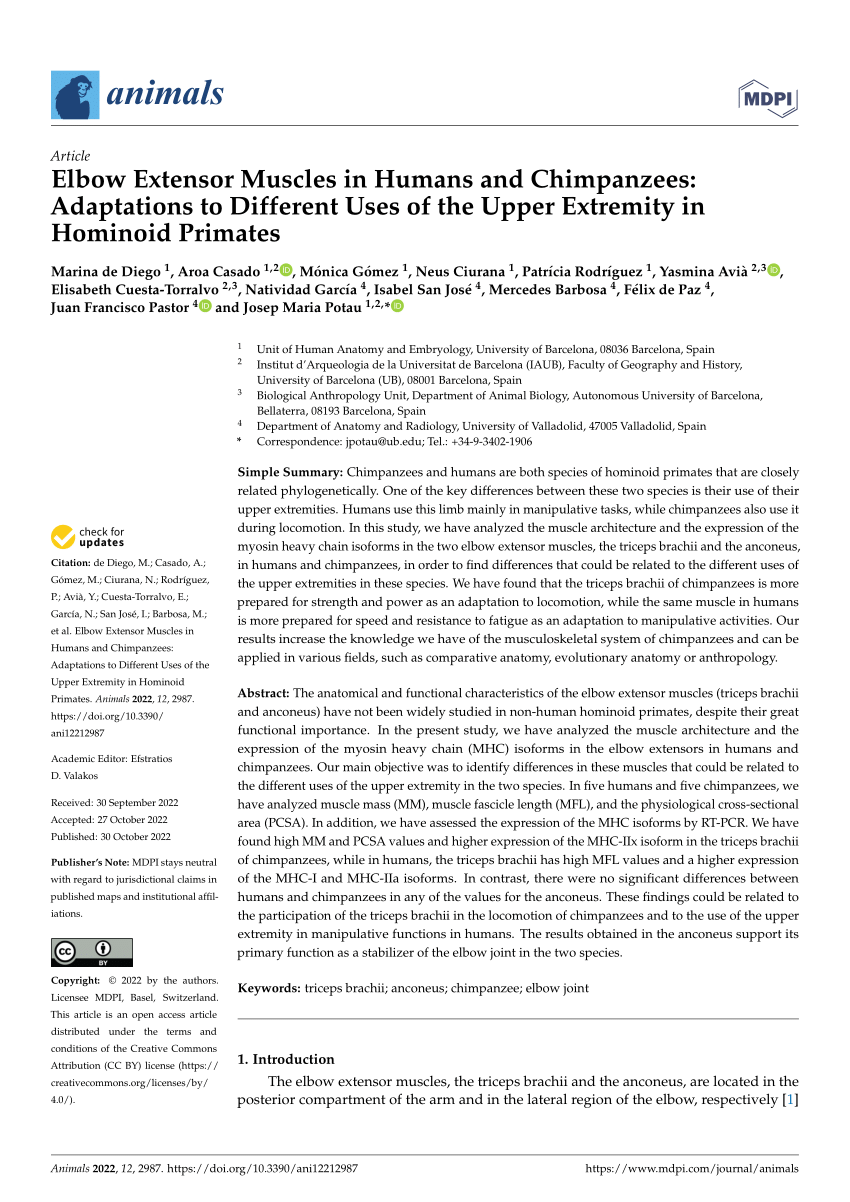 (PDF) Elbow Extensor Muscles in Humans and Chimpanzees: Adaptations to